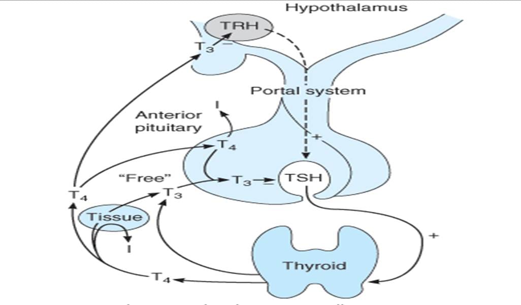Pemeriksaan Laboratorium Fungsi Tiroid