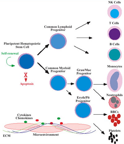 hematopoiesis