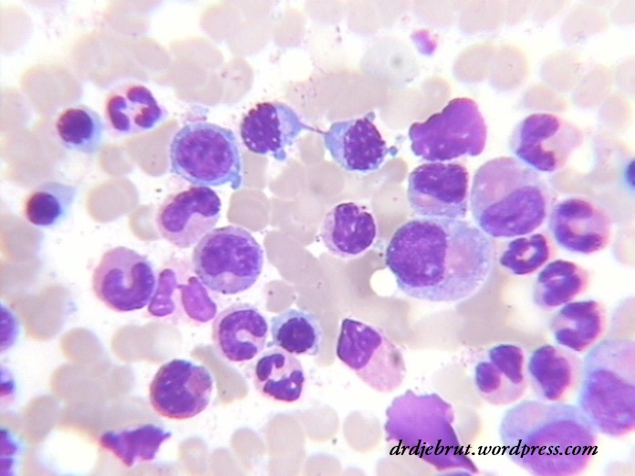 internuclear bridging