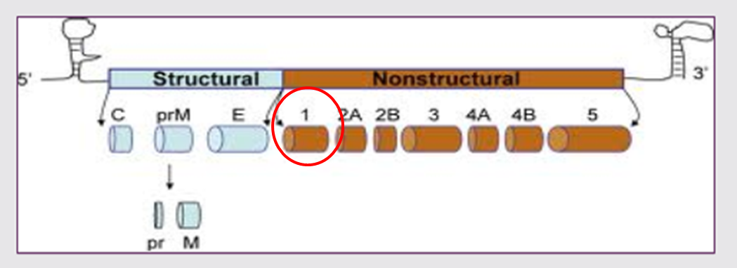Struktur Virus Dengue