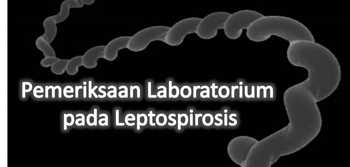 Pemeriksaan Laboratorium pada Leptospirosis